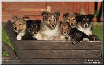 An den Beitrag angehängtes Bild: http://www.sheltiesvonderoberalster.de/images/c300808002.jpg